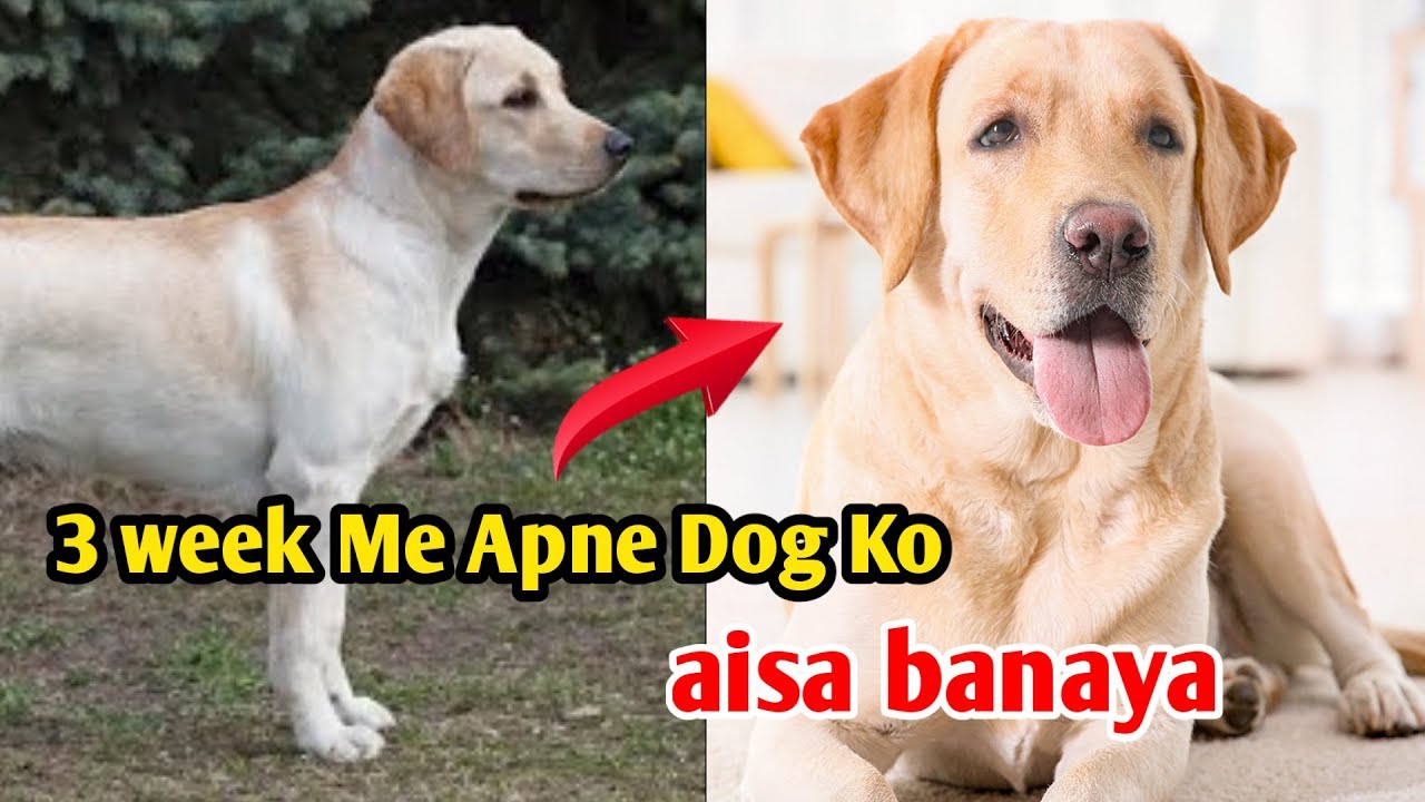 How to increase dog health /Dog ka vajan kaise badhaye  / 3 week dog wight increase