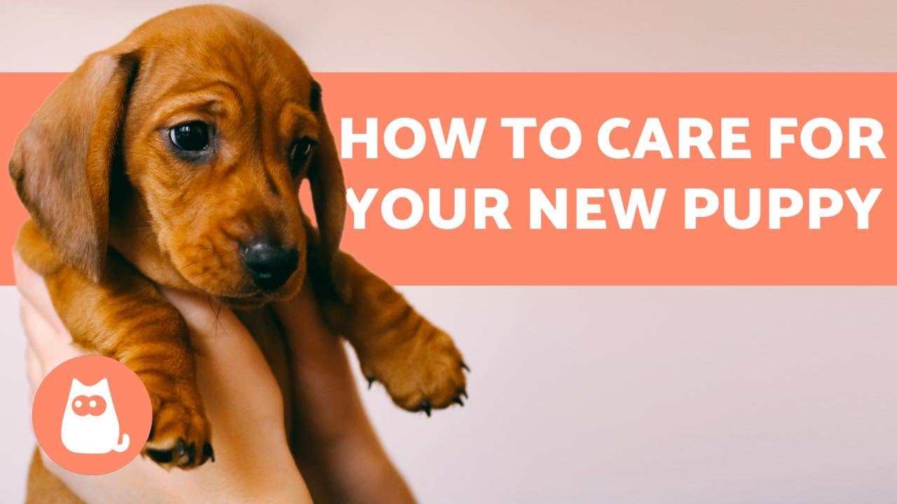 How to TAKE CARE of a PUPPY?  Complete Guide to Puppy Care