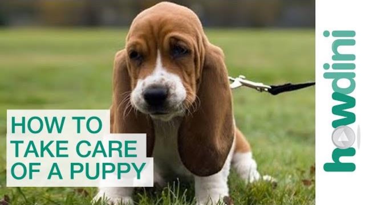 How to Take Care of a Puppy: Bringing a Puppy Home