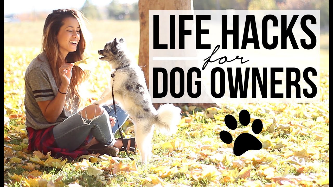 15 Life Hacks for Dog Owners! Pet Care Tips + Tricks | Ariel Hamilton