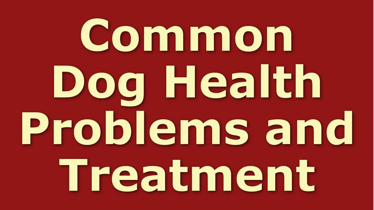 Common Dog Health Problems and Treatment | Dog Diseases and Symptoms