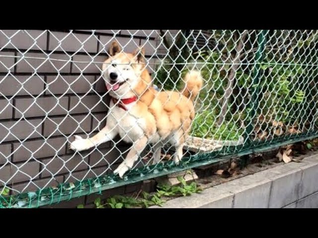 NOT THE SMARTEST DOGS doing DUMB THINGS – LAUGH at FUNNY DOGS compilation