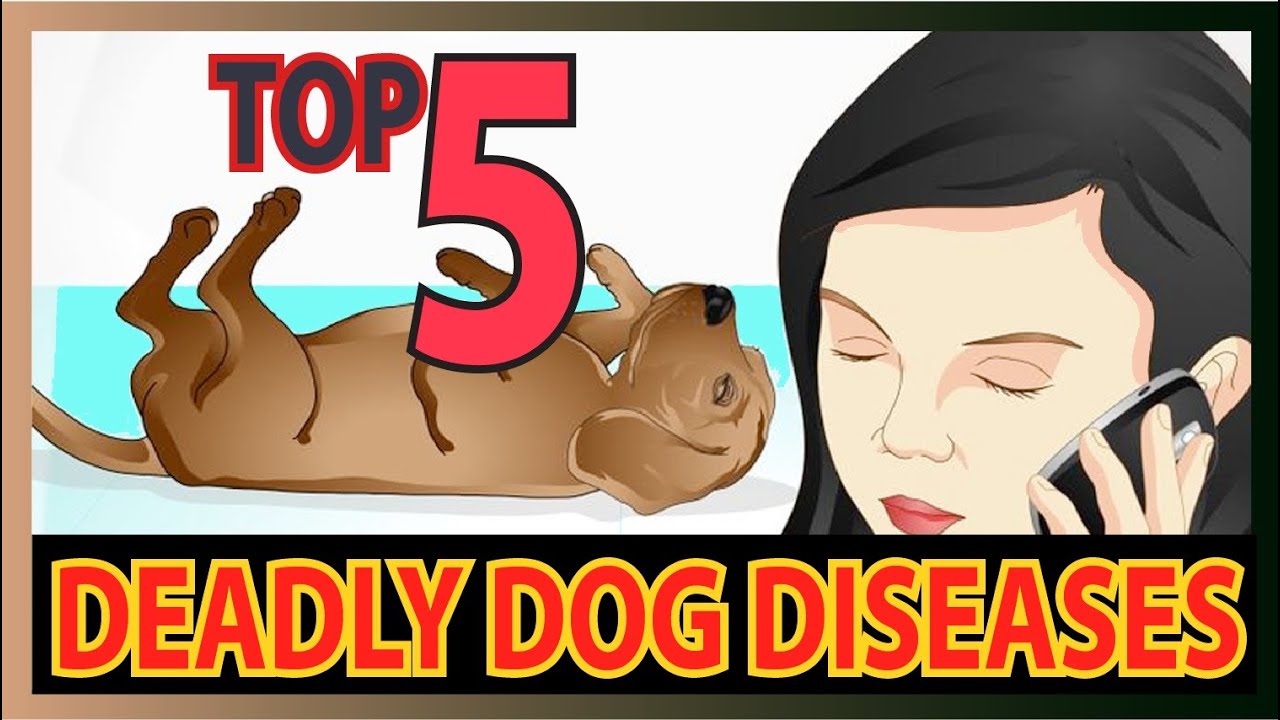 Top 5 Deadly dog Diseases (Dog health tips)