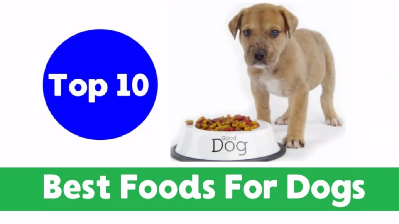 Top 10 Best Human Foods for Dogs!! Dog Health Tips