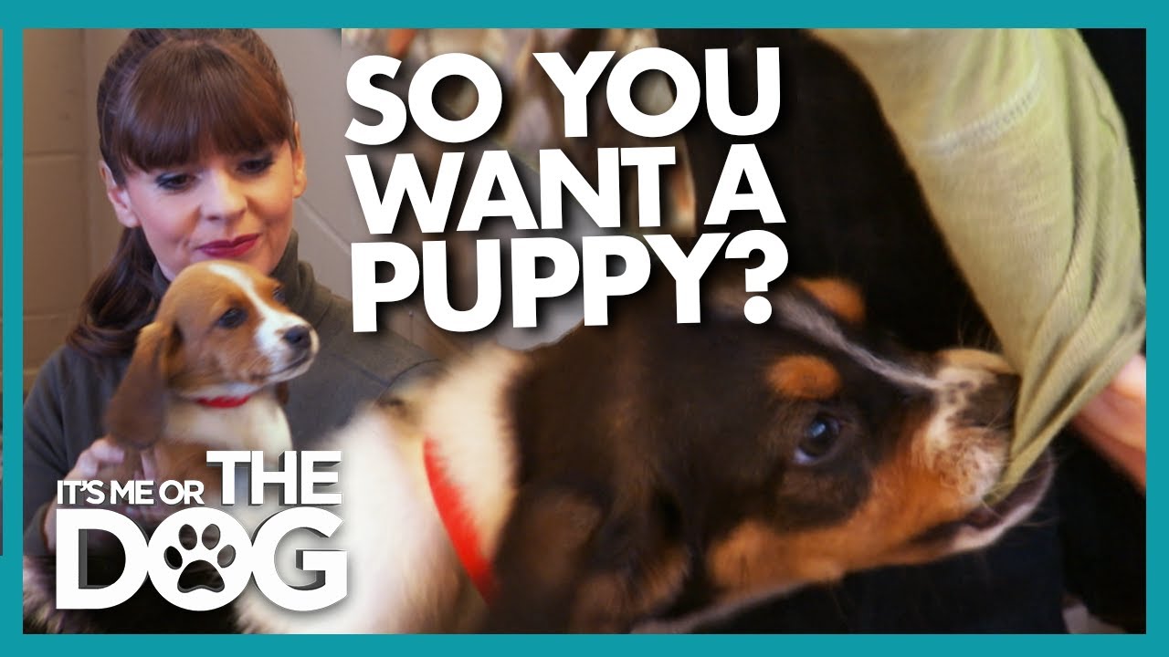 A Beginners Guide to Puppy Training (And Picking the Right Dog for You!) | It’s Me or the Dog