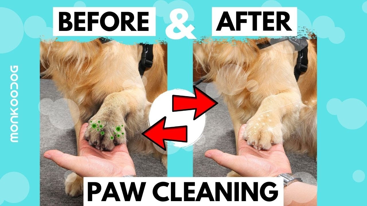 How to clean dirty dog paws in just 30 seconds. || Dog Care Tips || Monkoodog