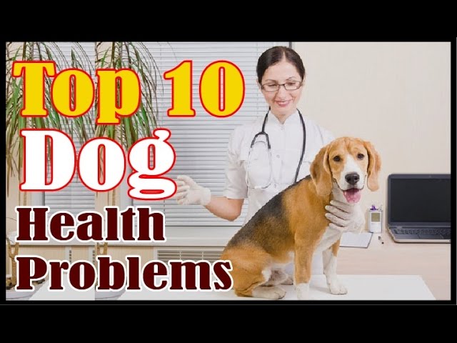 Top 10 Dog Health Problems