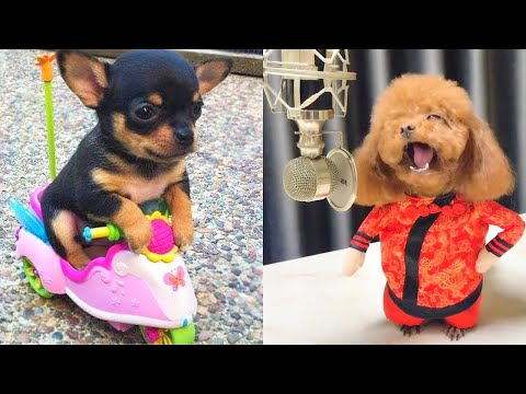 Baby Dogs – Cute and Funny Dog Videos Compilation #9 | Aww Animals