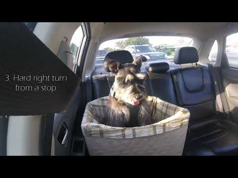 PetSafe (Solvit) Happy Ride Seat for Dogs Review: Life with Rocco