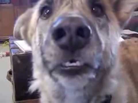 I Love My Dog Video – Dog Humor – Very Funny