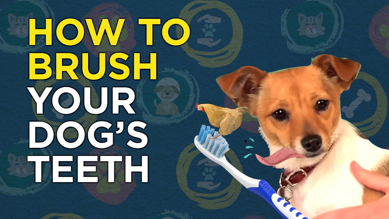 How to Brush Your Dog’s Teeth Video