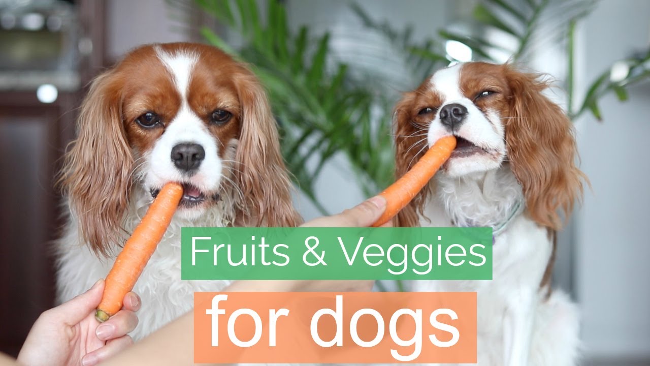 Fruits & Veggies For Dogs | Healthy Dog Treats | Herky the Cavalier