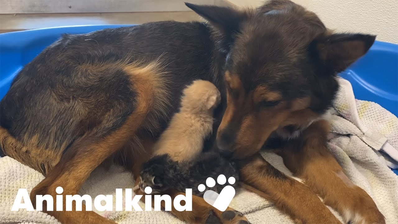 Kittens heal mama dog’s heartbreak | Animalkind