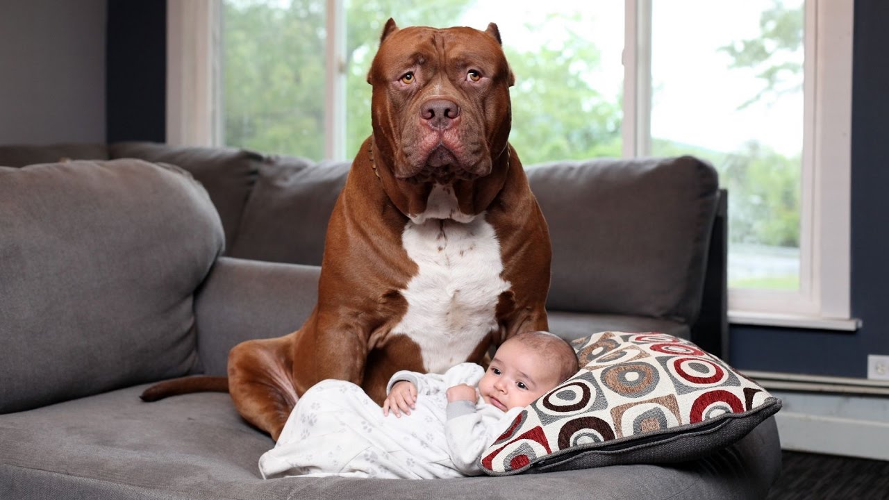 Dogs protecting Babies when Babies is in danger – Dog and Babies Are Best Friend