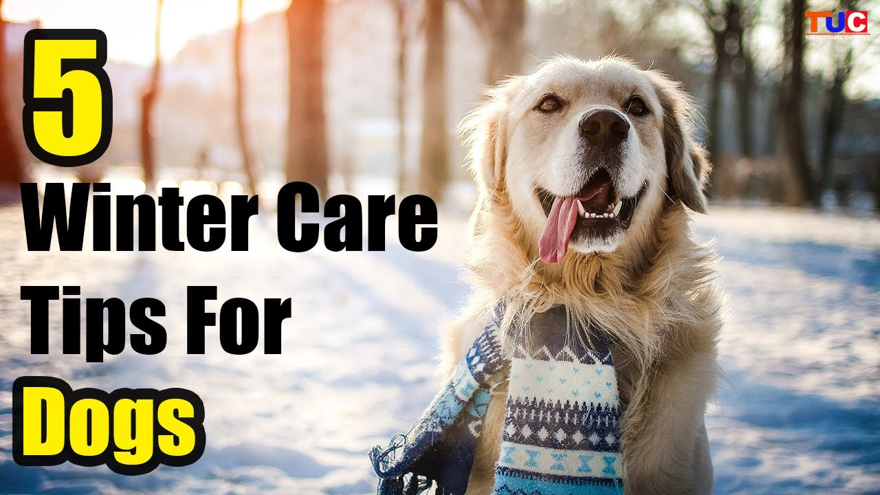 5 Dog care Tips For Winter Season | in hindi | TUC