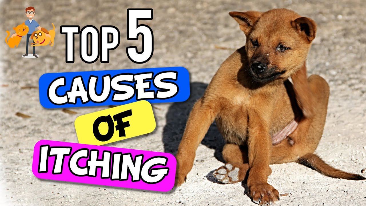 Why Is My Dog SO Itchy – the 5 Big Causes! – Dog Health Vet Advice