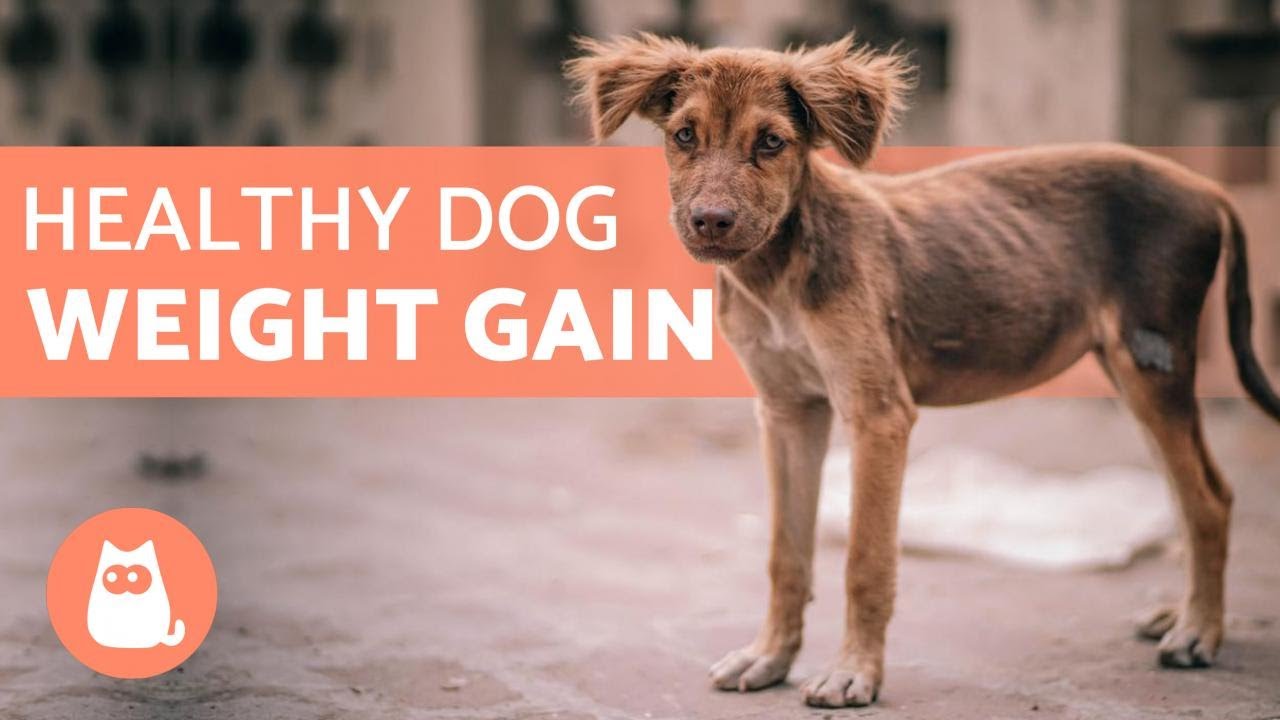 How to Put WEIGHT on a DOG ⬆️ 5 HEALTHY Tips