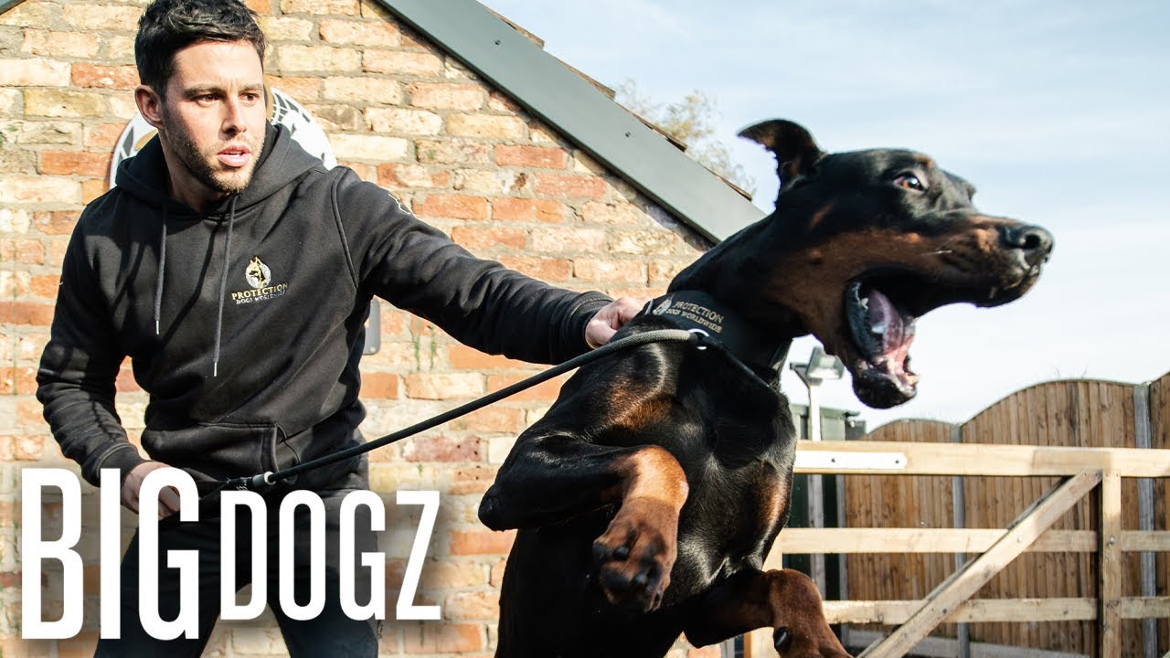 Intruders Beware! The World’s Toughest Guard Dogs | BIG DOGZ