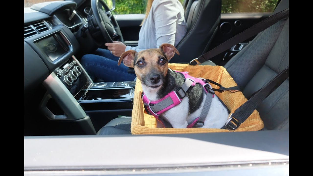 Dog Car Booster Seat Tutorial – The safest way to travel