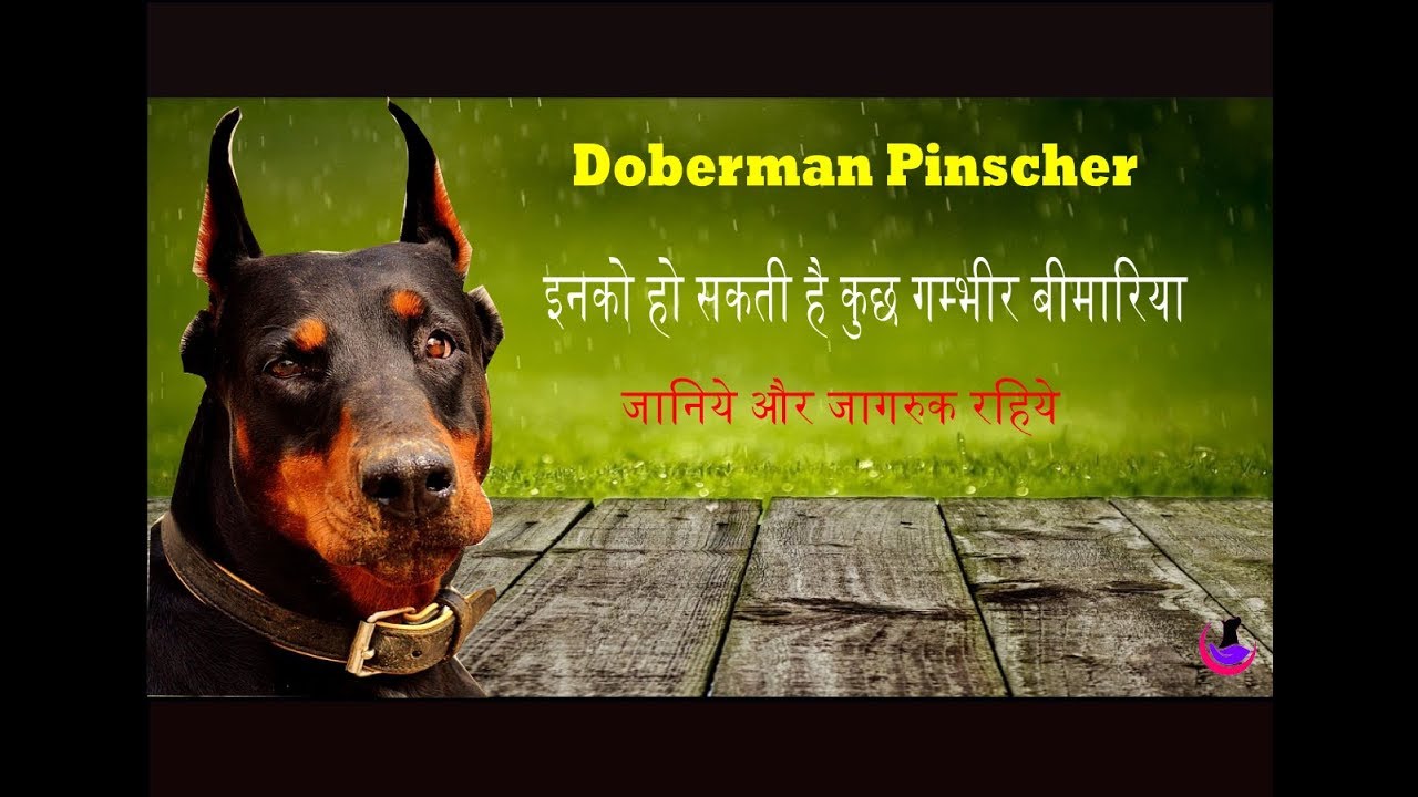 Doberman: Dog Health Problems & Solutions