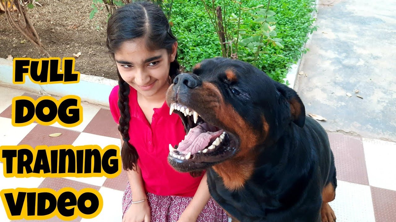 dog showing all training skills |well trained dog ||dog protection skill