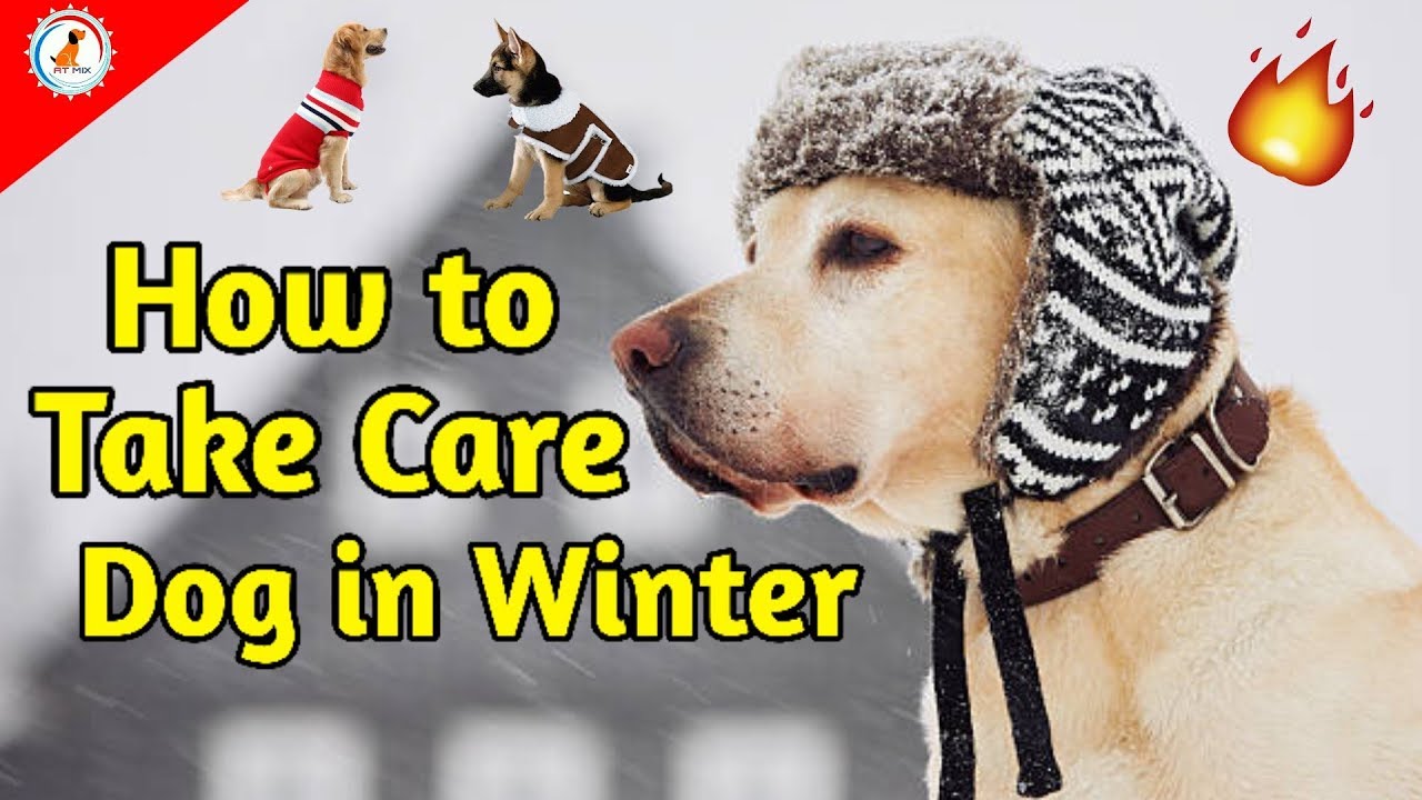 How to take care of dog in winter / Dog best tips for winter / Puppy winter care tips in Hindi