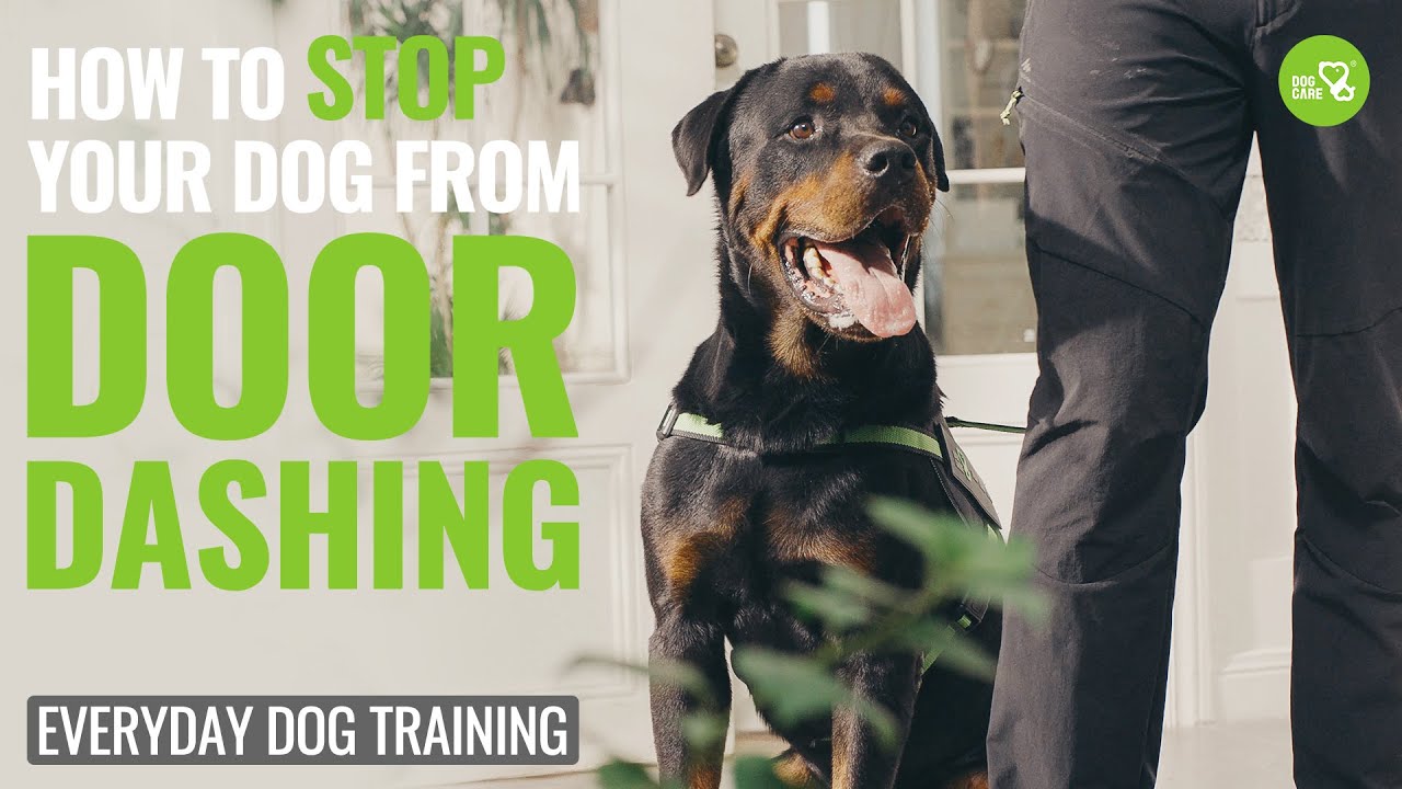 How to Stop Your Dog From Door Dashing! Episode # 2 #dogcare #dogtraining #trainingcollar