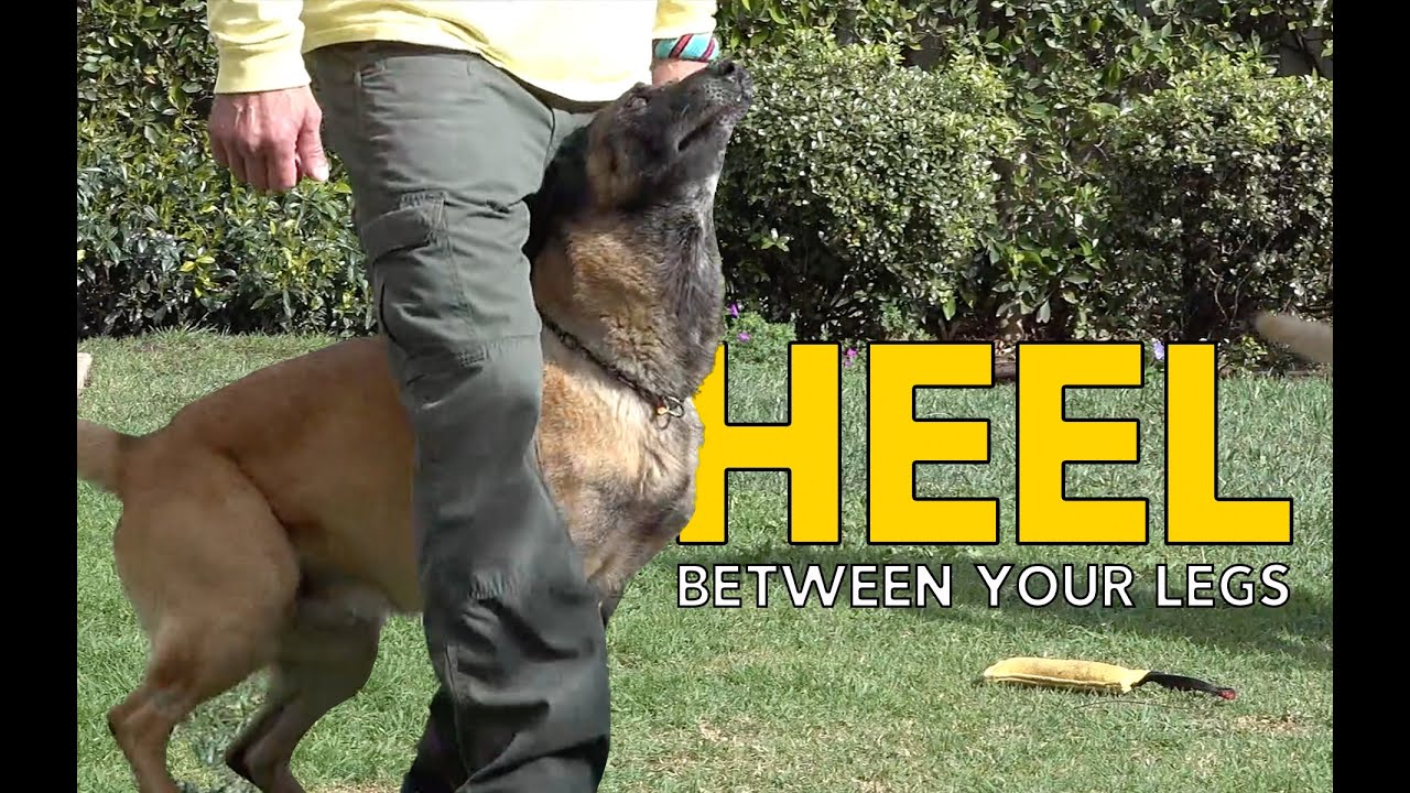 Teach Your DOG to HEEL BETWEEN Your Legs – Dog Training Made Easy and FUN