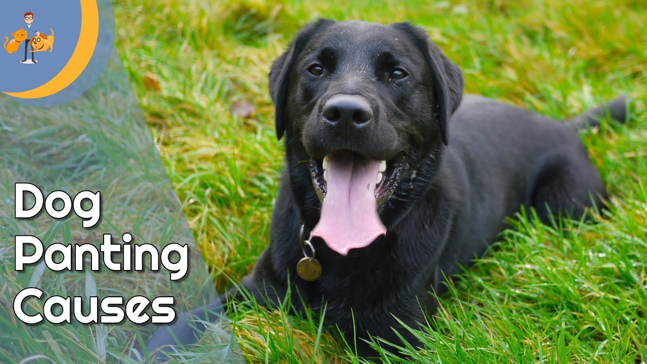 Why is My dog Panting so Much – Top 9 Reasons – Dog Health Vet Advice