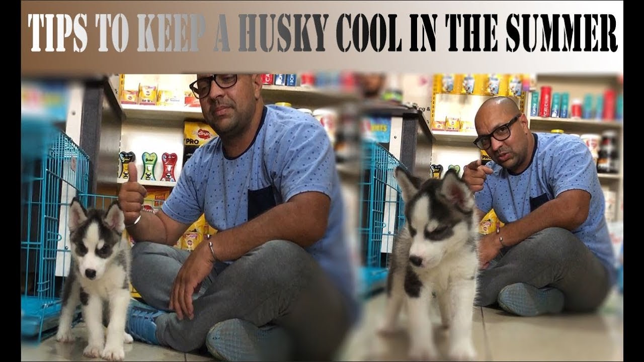 Pet Care | Tips To Keep A Siberia Husky Dog | Puppy Cool In The Summer. BholaShola | Harwinder Singh