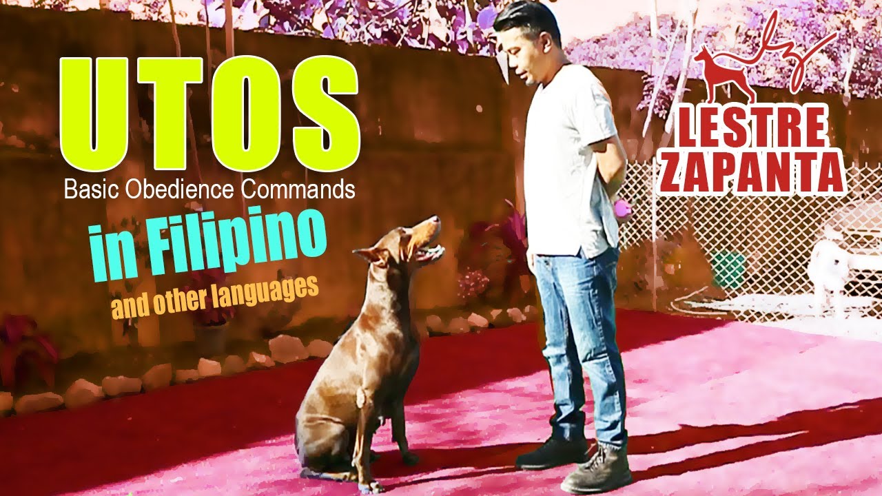 UTOS: Basic Obedience Commands in Filipino and other languages l Lestre Zapanta