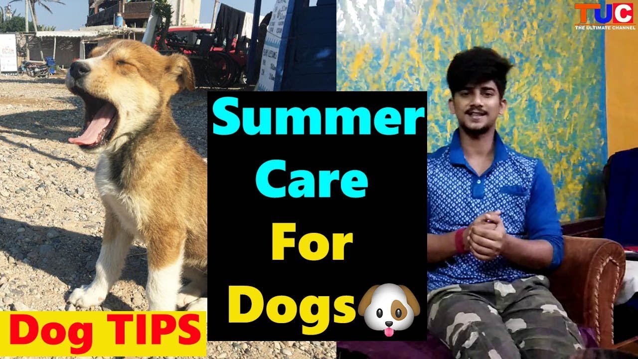 Summer Care For Dogs : Dog TIPS : TUC