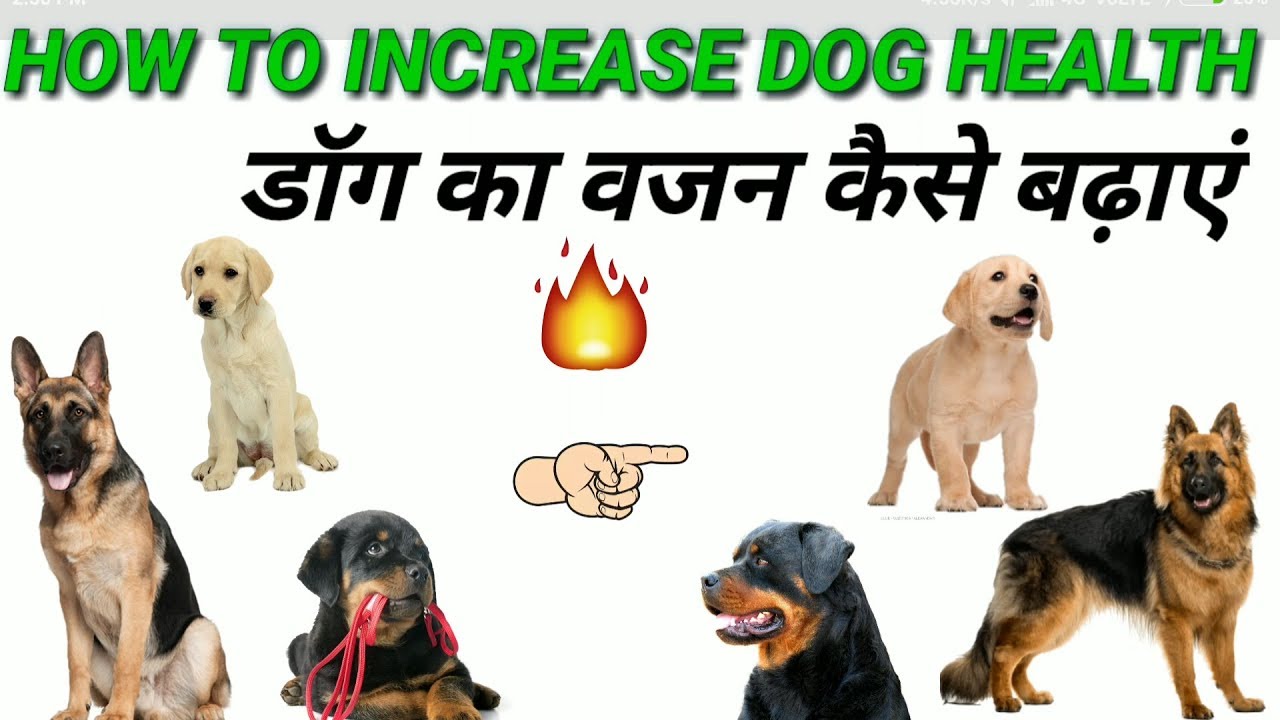 How to increase dog health | In Hindi | How to grow dog head and body