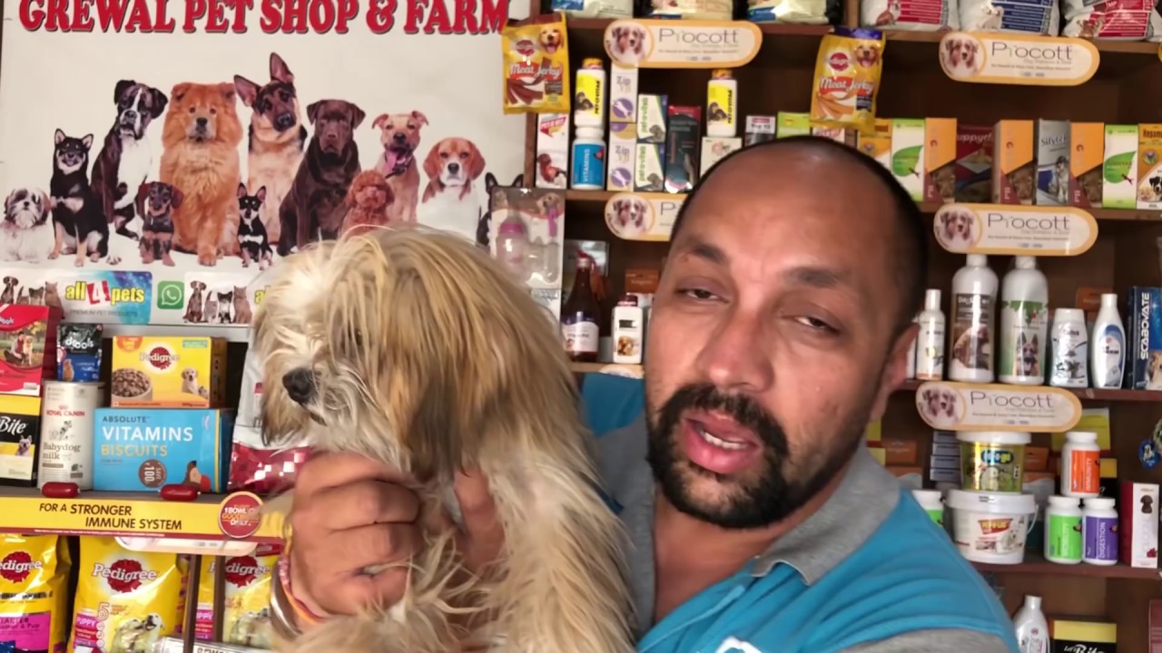 Pet care | Breeding Business – Know About Lhasa Apso | Good quality Puppy – Bhola Shola