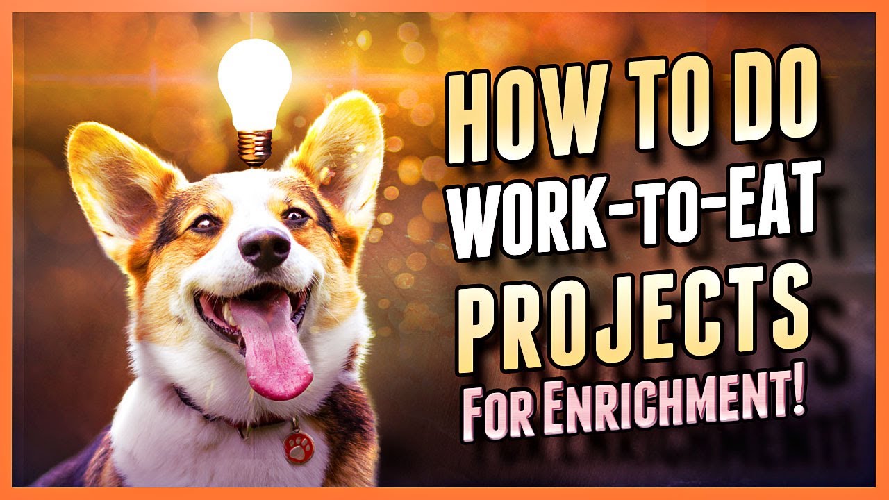 Practical Dog Owner’s Guide to Work-to-Eat Projects for Mental and Emotional Health Boost