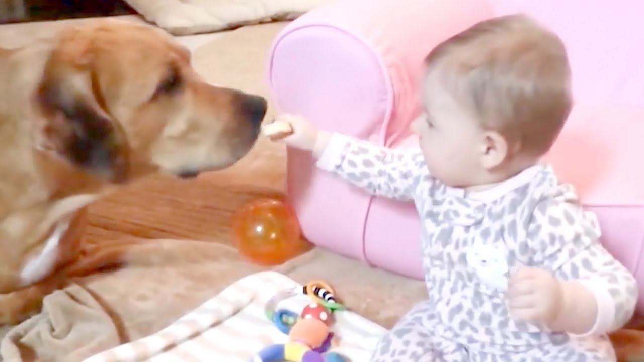 Cute Dogs and Babies are Best Friends – Dogs Babysitting Babies Video