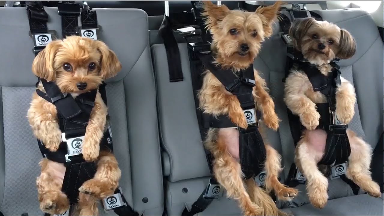 One of the safest dog car seat harnesses in the world