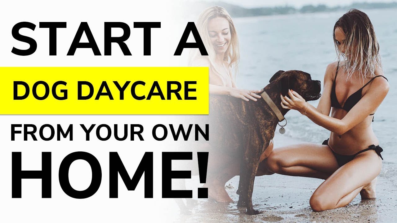 Take These Steps & Start Your Dog Day Care in 2020