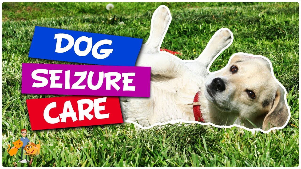 What to Do When Your Dog has a Seizure