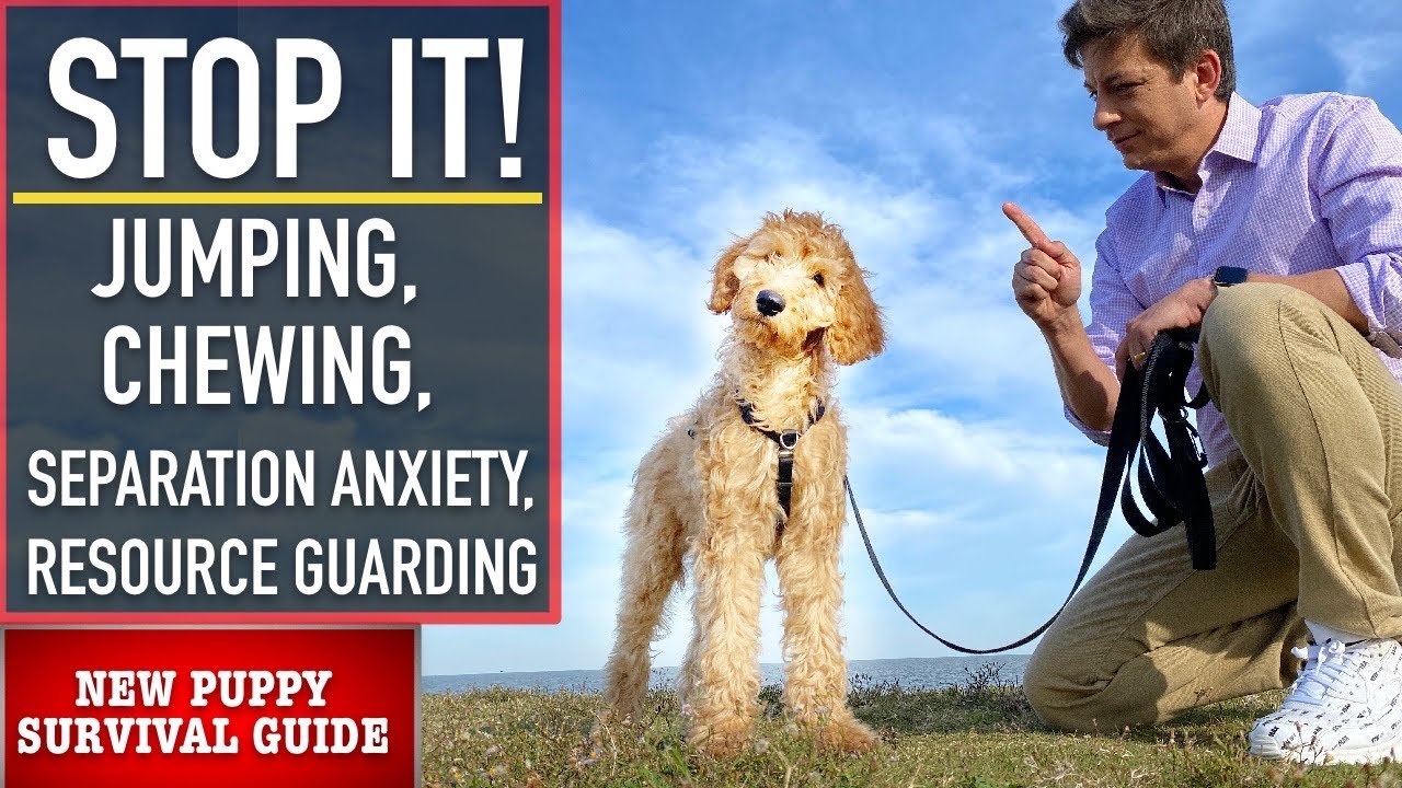 NEW PUPPY SURVIVAL GUIDE: How to EASILY STOP These 4 Puppy Problems NOW! (Ep 6)