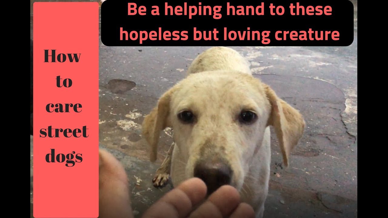 Pet care – How to Care Stray | Street Dogs | Puppys | it’s simply way  – Bhola Shola | Grewal |