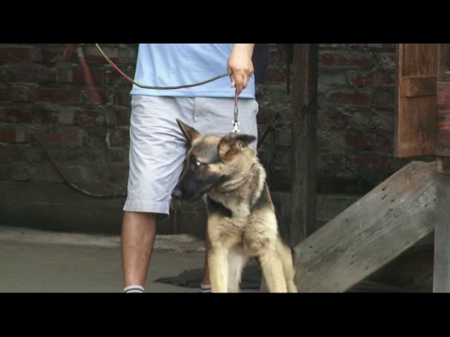 Jotin Kangleicha (JONE DOG CARE CENTRE) 22 days dog training DVD