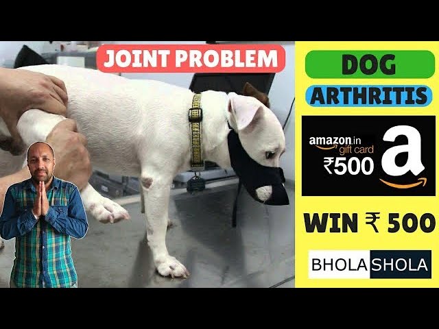 Pet Care – Joint | Pain | Problem Dog | Puppy Arthritis – Bhola Shola | Harwinder Singh Grewal