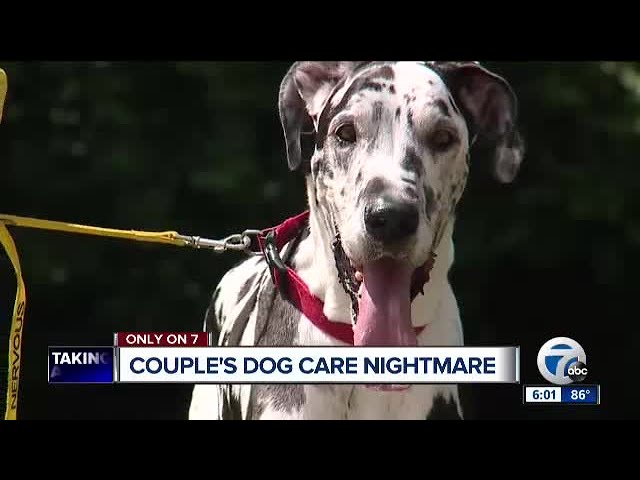 Couple’s dog care nightmare