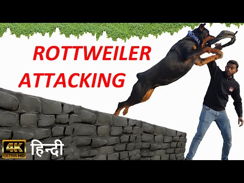 Dog Training – How to Train Your Dog to Attack For Your Safety Purpose !! Rottweiler Attacking Hindi