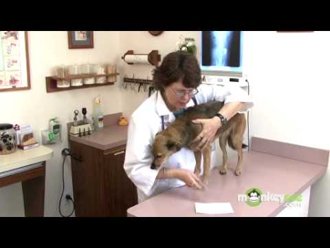 Dog Care – Checking for Fleas