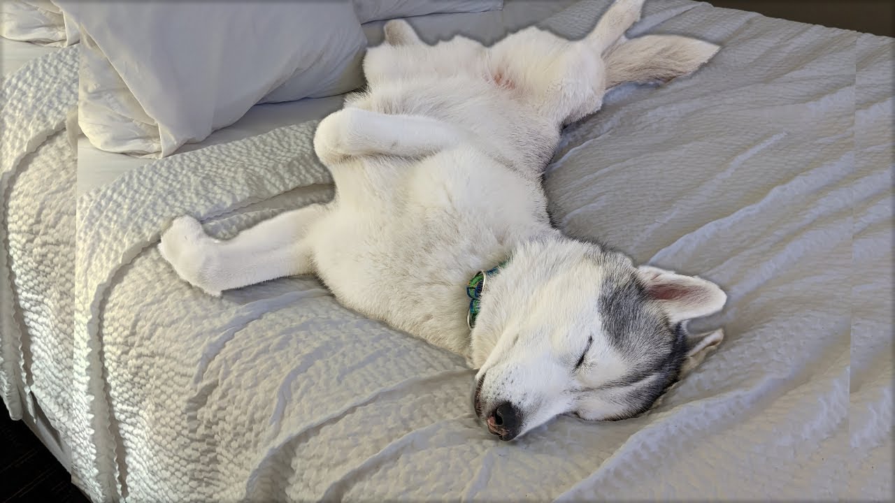 This Husky LOVES Hotel Life!