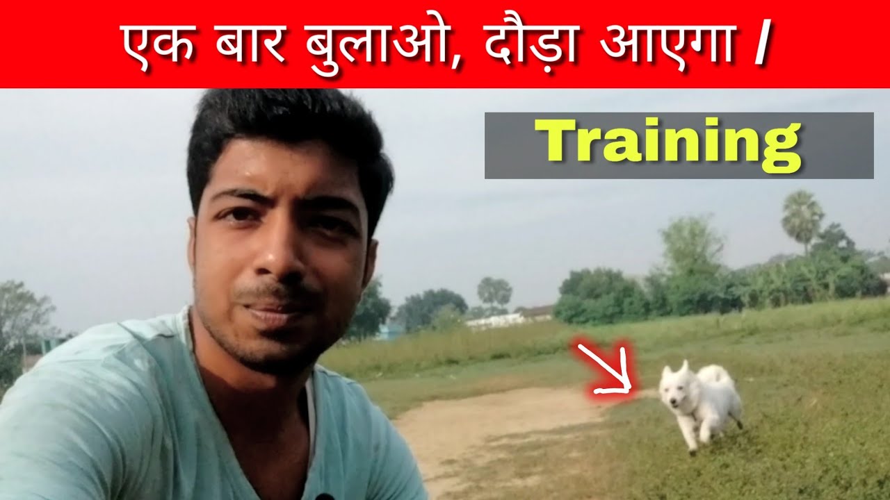 Dog training – Come here – On command