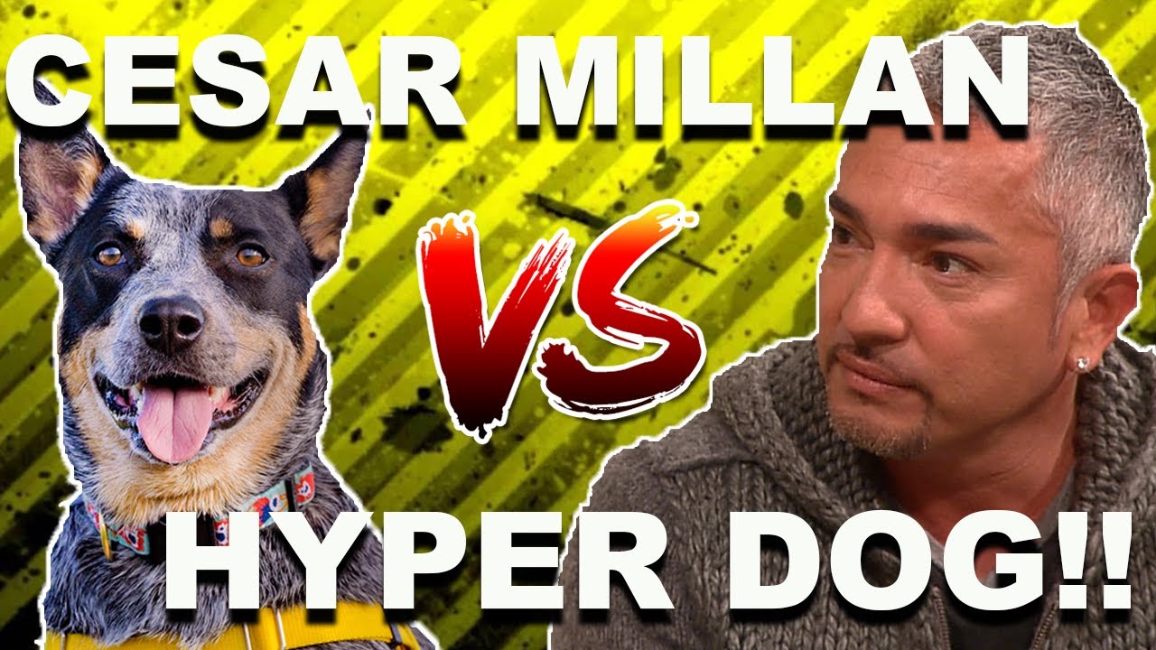 Cesar Millan vs. HYPER DOG (Stop Dog Lunging)