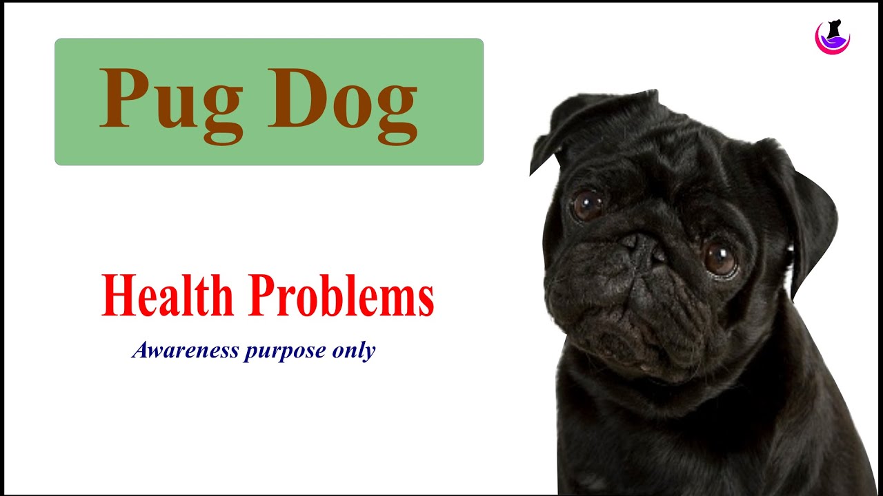 Pug Dog Health Problems II Awareness Only II Hindi II dogandvet